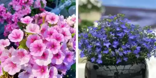 十大小型花草(十大室内大型植物排名)插图10