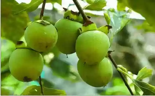 运城永济十大特产(永济名吃)插图4