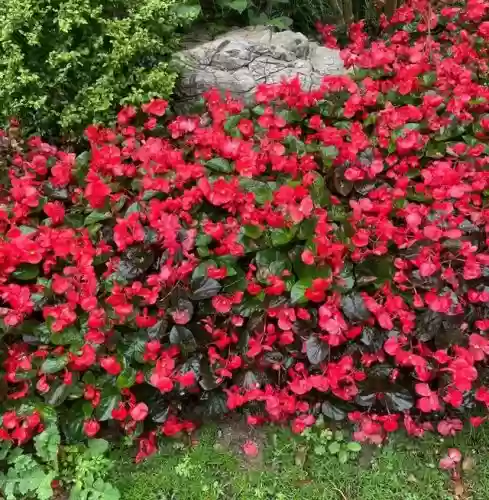 十大小型花草(十大室内大型植物排名)插图21