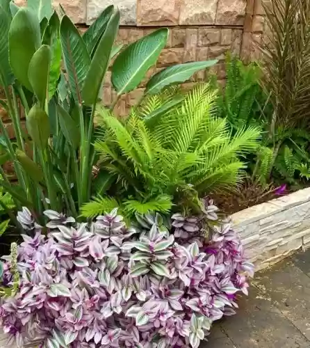 十大小型花草(十大室内大型植物排名)插图45