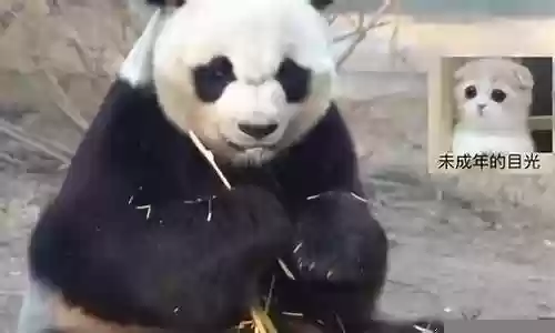 最可怕的熊猫阵容插图