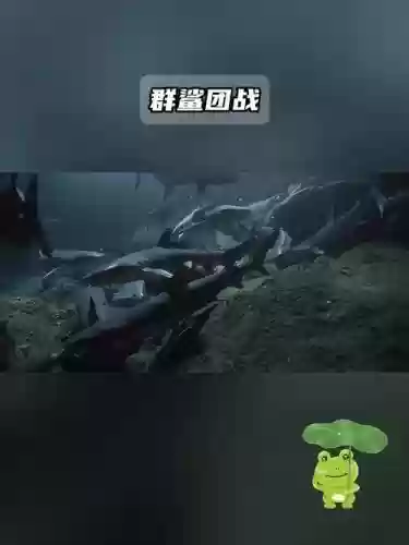 水鲨阵容插图