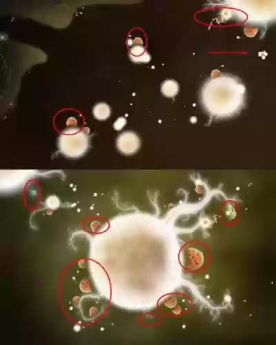 植物精灵攻略五插图1