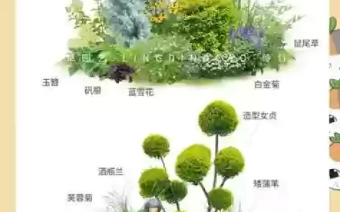 植物阵容投稿