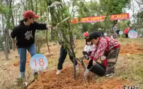 老树新芽阵容