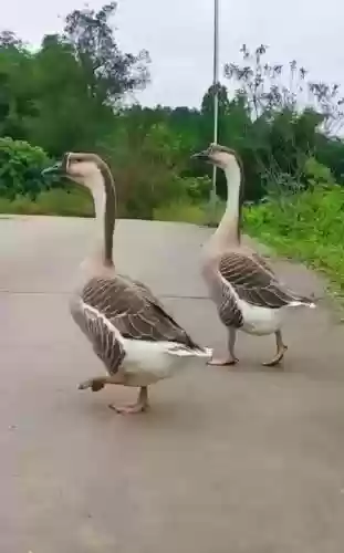 小灰鹅攻略插图1