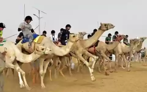 沙特骆驼阵容