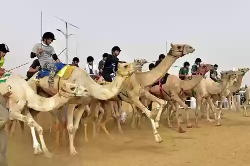 沙特骆驼阵容插图
