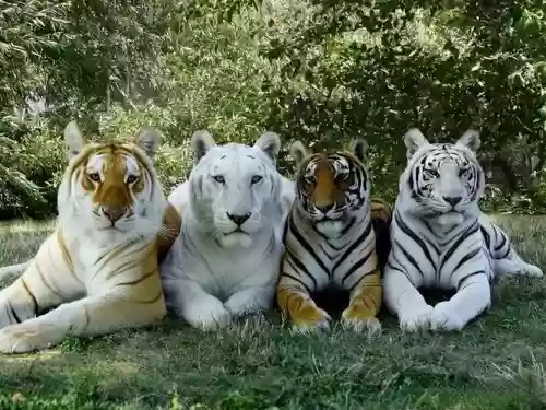 老虎真身阵容搭配插图1 老虎真身阵容搭配插图1