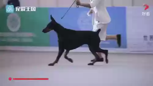 杜宾阵容插图1