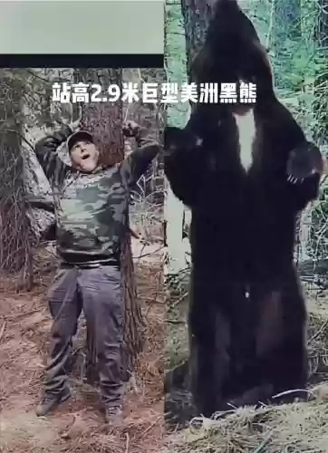 成年黑熊什么技能插图