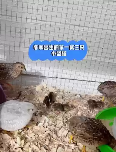 鹌鹑最新阵容搭配插图1