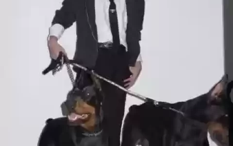 杜宾阵容
