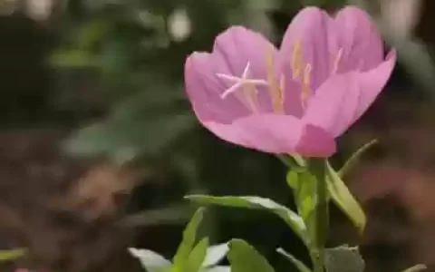 月见草梦幻西游