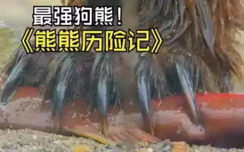 萌熊历险记攻略第八关