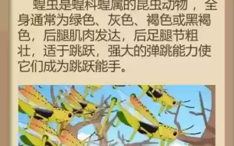 新版蚂蚱技能连招_1