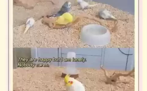 catbird攻略第14关