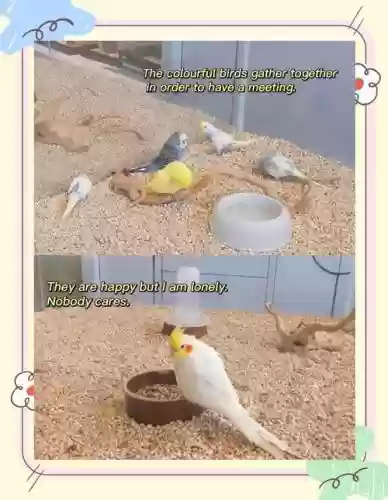 catbird攻略第14关插图