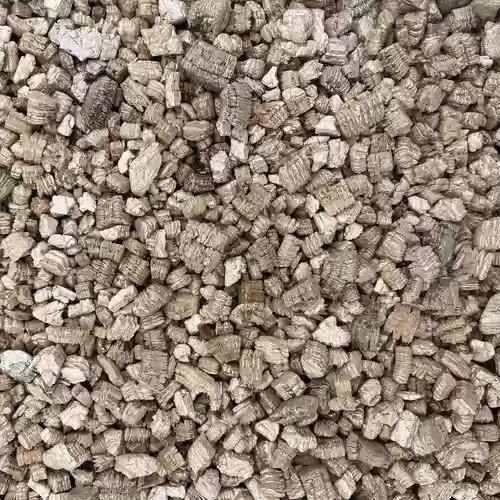 新疆乌龟阵容插图1 新疆乌龟阵容插图1