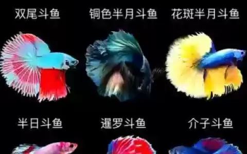 斗鱼独特阵容