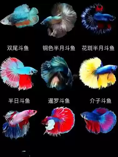 斗鱼独特阵容插图 斗鱼独特阵容插图