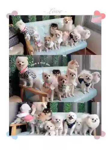 小狗阵容搭配插图1 小狗阵容搭配插图1