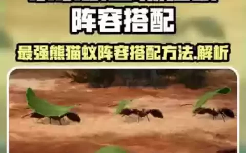 熊猫蚁搭配阵容