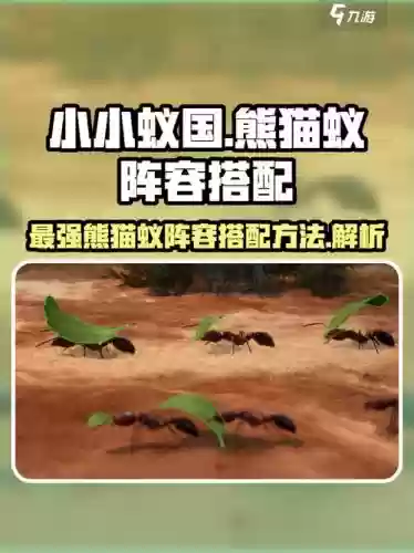 熊猫蚁搭配阵容插图