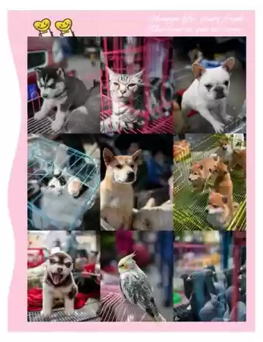 catbird攻略第14关插图 catbird攻略第14关插图