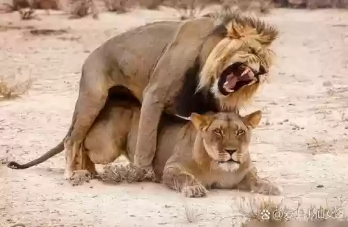 狮子的狮可以组什么技能_1插图1 狮子的狮可以组什么技能_1插图1