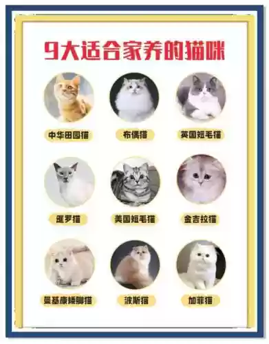 旺盛猫咪阵容搭配插图1 旺盛猫咪阵容搭配插图1