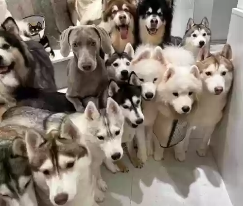 小狗阵容搭配插图 小狗阵容搭配插图