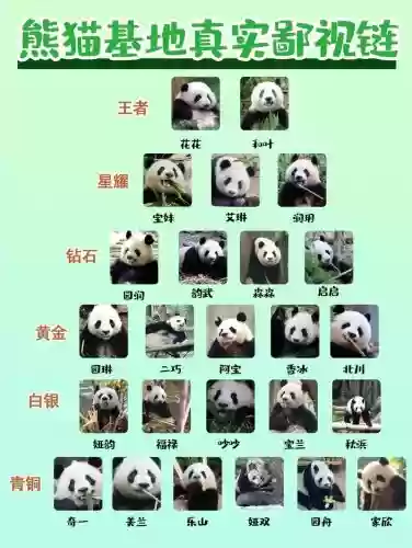 熊猫搭配阵容图插图1 熊猫搭配阵容图插图1