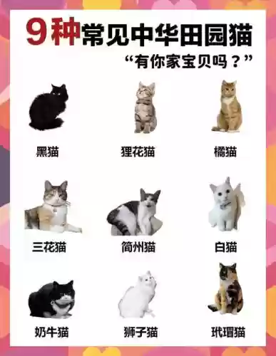 土猫阵容搭配插图1