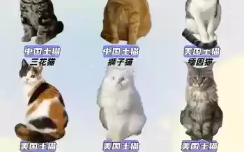 土猫阵容搭配
