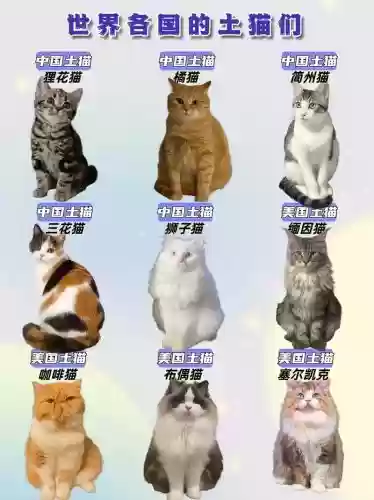 土猫阵容搭配插图