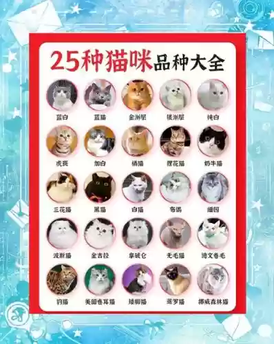 猫搭配什么阵容插图1