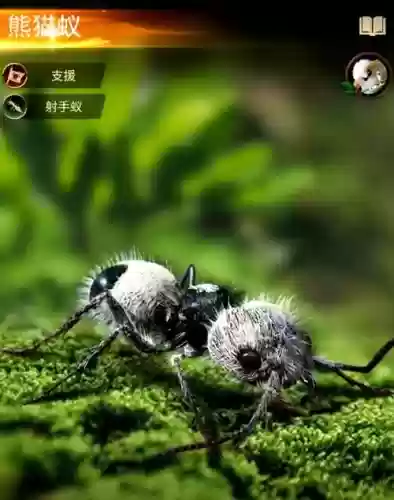 熊猫蚁搭配阵容插图1