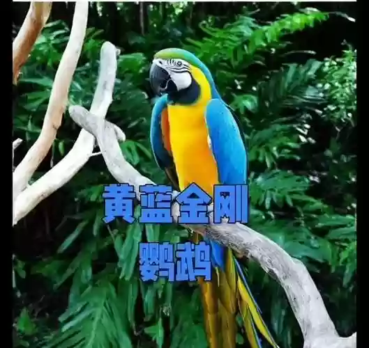 梦幻西游金刚鹦鹉活几天，梦幻西游金刚鹦鹉饱食度插图1