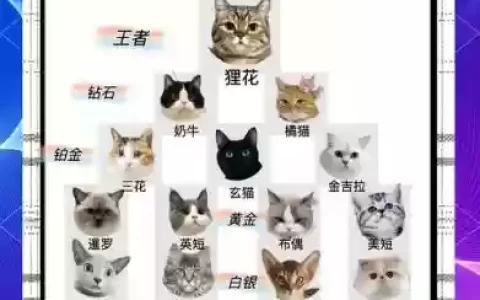 猫咪搭配什么射手阵容，猫射手能力点加什么好