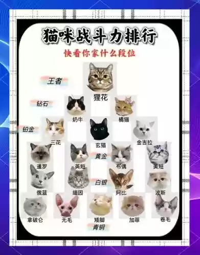 猫咪搭配什么射手阵容，猫射手能力点加什么好插图
