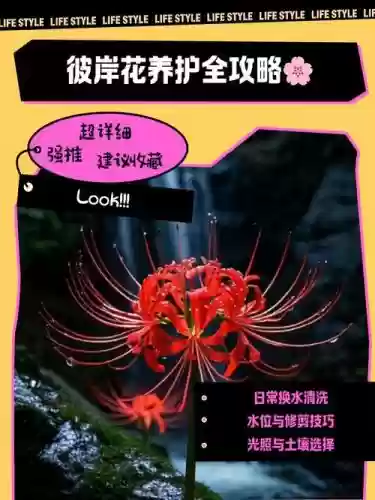 彼岸花必须升满技能吗，彼岸花用满技能么插图1