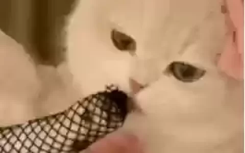 变态猫过关攻略，变态猫 表情包