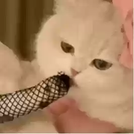 变态猫过关攻略，变态猫 表情包插图