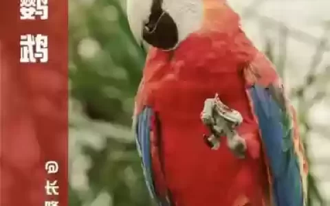 梦幻西游金刚鹦鹉活几天，梦幻西游金刚鹦鹉饱食度