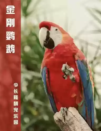 梦幻西游金刚鹦鹉活几天，梦幻西游金刚鹦鹉饱食度插图