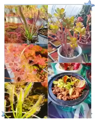 掠食植物园攻略，掠食植物园攻略图文插图1