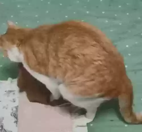 变态猫过关攻略，变态猫 表情包插图1